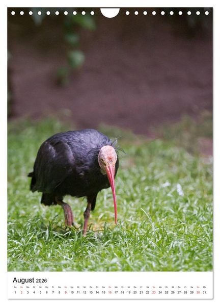 Produktbild: Der Waldrapp - Der etwas andere Vogel (Wandkalender 2026 DIN A4 hoch), CALVENDO Monatskalender