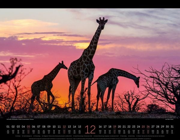 Produktbild: Wildes Afrika Kalender 2027
