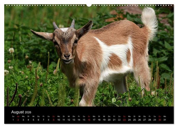 Produktbild: Zwergziegen (hochwertiger Premium Wandkalender 2026 DIN A2 quer), Kunstdruck in Hochglanz