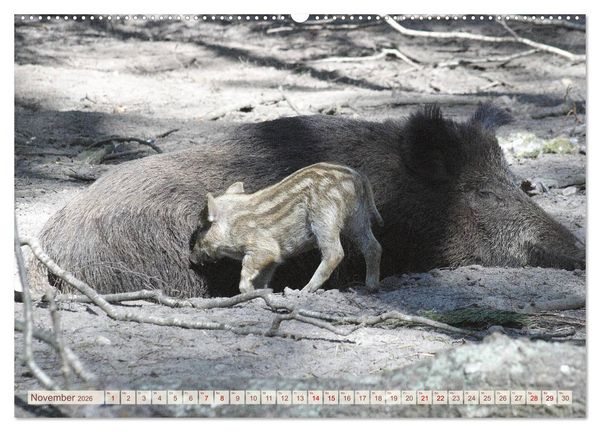 Produktbild: Tierische Schweinerei (hochwertiger Premium Wandkalender 2026 DIN A2 quer), Kunstdruck in Hochglanz