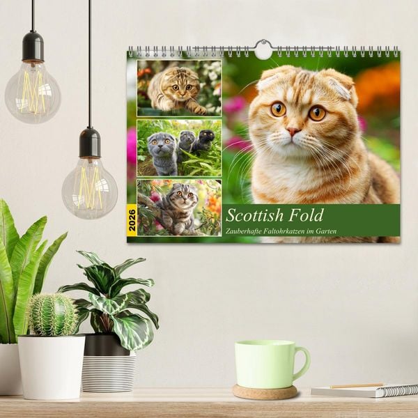 Produktbild: Scottish Fold. Zauberhafte Faltohrkatzen im Garten (Wandkalender 2026 DIN A4 quer), CALVENDO Monatskalender