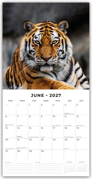 Produktbild: Tigers &ndash; Tiger 2027 &ndash; 16-Monatskalender