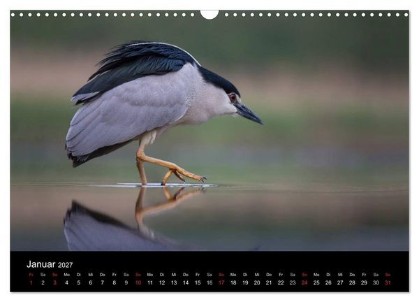 Produktbild: Reiher - Der Tanz auf dem Wasser (Wandkalender 2027 DIN A3 quer), CALVENDO Monatskalender