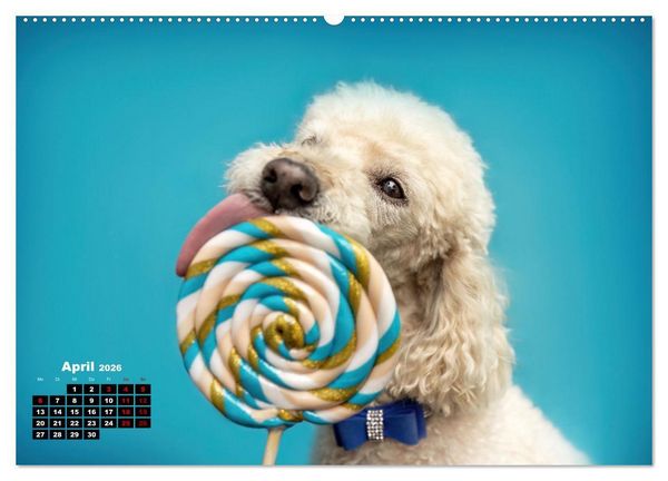 Produktbild: S&uuml;&szlig;e Schnauzen (hochwertiger Premium Wandkalender 2026 DIN A2 quer), Kunstdruck in Hochglanz