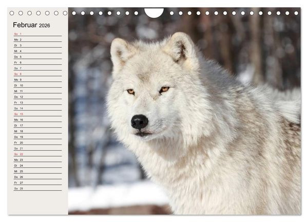 Produktbild: W&ouml;lfe. Verwegene Anmut (Wandkalender 2026 DIN A4 quer), CALVENDO Monatskalender