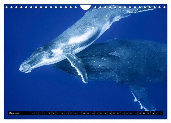 Produktbild: A Whale of a Year (Wall Calendar 2026 DIN A4 landscape), CALVENDO 12 Month Wall Calendar