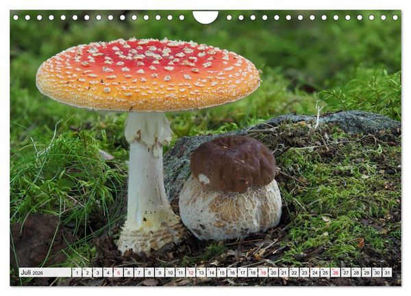 Produktbild: Pilze - tolle Funde (Wandkalender 2026 DIN A4 quer), CALVENDO Monatskalender