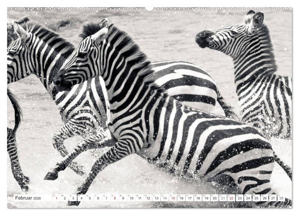 Produktbild: Emotionale Momente: Zebras - black & white. (Wandkalender 2026 DIN A2 quer), CALVENDO Monatskalender