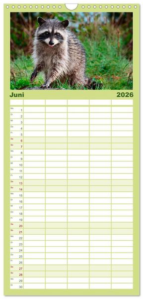 Produktbild: Familienplaner 2026 - Waschb&auml;r - Niedlicher Allesfresser mit 5 Spalten (Wandkalender, 21 x 45 cm) CALVENDO