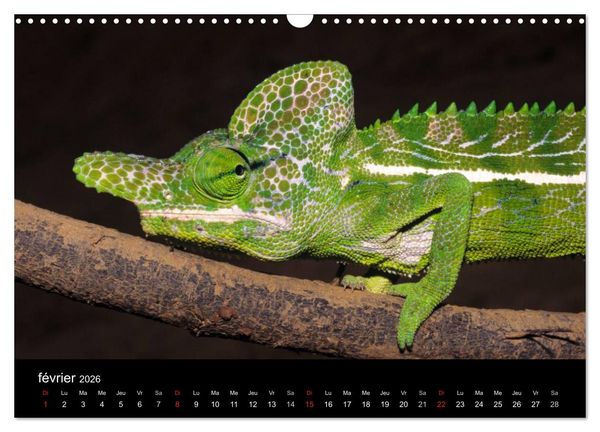 Produktbild: Cam&eacute;l&eacute;ons - Petits dragons d'Afrique. (Calendrier mural 2026 DIN A3 vertical), CALVENDO calendrier mensuel