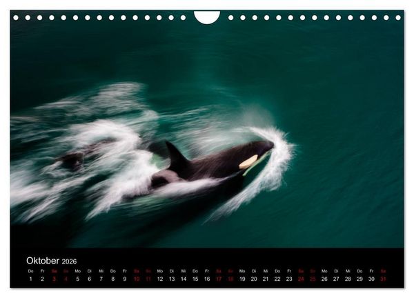 Produktbild: Island - Unber&uuml;hrte Landschaften (Wandkalender 2026 DIN A4 quer), CALVENDO Monatskalender