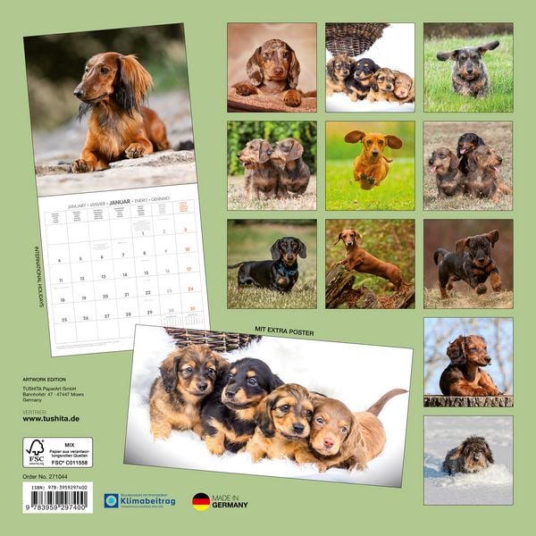 Produktbild: Dackel / Dachshund 2027