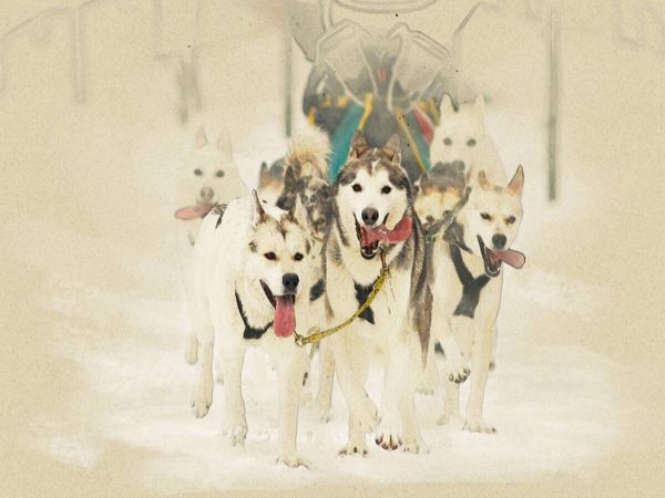 Produktbild: CALVENDO Puzzle Schlittenhunde | 1000 Teile Lege-Gr&ouml;&szlig;e 64x48cm Foto-Puzzle f&uuml;r gl&uuml;ckliche Stunden