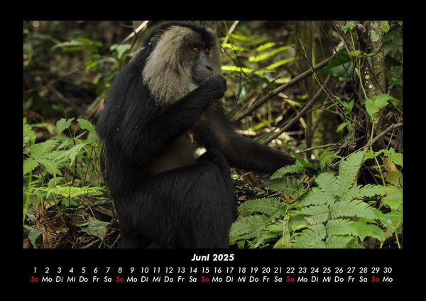 Produktbild: Affen 2025 Fotokalender DIN A3