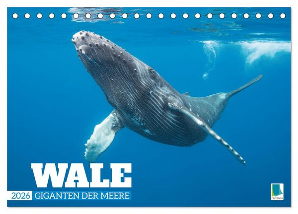 Wale: Giganten der Meere (Tischkalender 2026 DIN A5 quer), CALVENDO Monatskalender