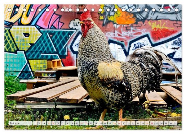 Produktbild: Stadth&uuml;hner (Tischkalender 2026 DIN A5 quer), CALVENDO Monatskalender