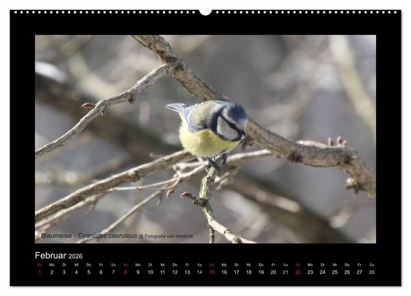 Produktbild: Wildtiere (Wandkalender 2026 DIN A2 quer), CALVENDO Monatskalender