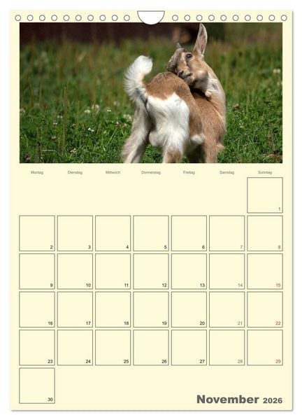 Produktbild: Zwergziegen (Wandkalender 2026 DIN A4 hoch), CALVENDO Monatskalender