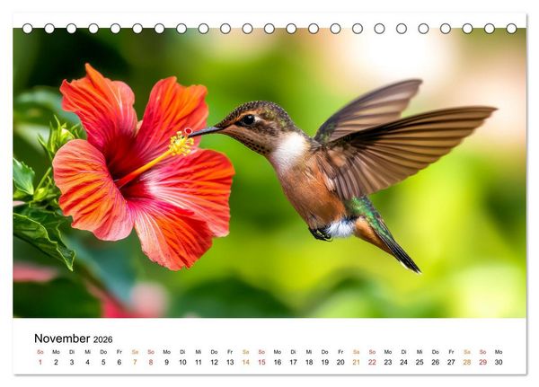 Produktbild: Kolibris - kleine Wunder der Natur (Tischkalender 2026 DIN A5 quer), CALVENDO Monatskalender