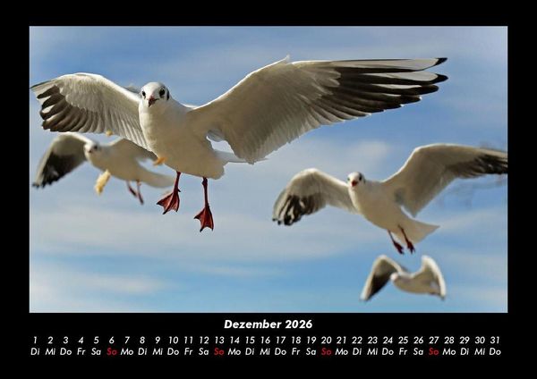 Produktbild: V&ouml;gel 2026 Fotokalender DIN A3