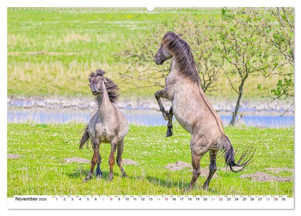 Produktbild: Ein Herz f&uuml;r Wildpferde (hochwertiger Premium Wandkalender 2026 DIN A2 quer), Kunstdruck in Hochglanz