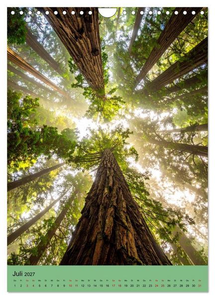 Produktbild: Sequoia Giganten (Wandkalender 2027 DIN A4 hoch), CALVENDO Monatskalender