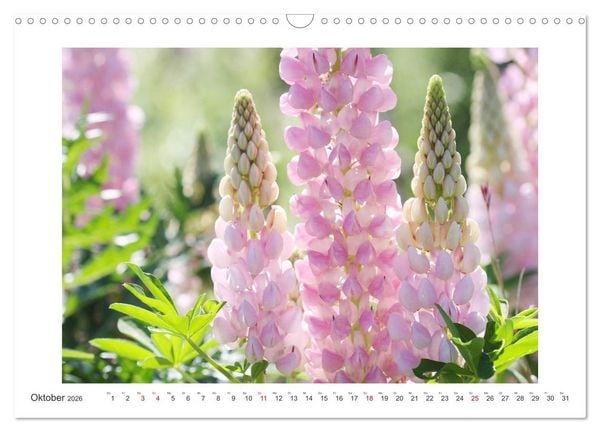 Produktbild: Bl&uuml;ten eines Sommers (Wandkalender 2026 DIN A3 quer), CALVENDO Monatskalender