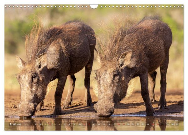 Produktbild: S&uuml;dafrika wunderbare Tierwelt (Wandkalender 2026 DIN A3 quer), CALVENDO Monatskalender