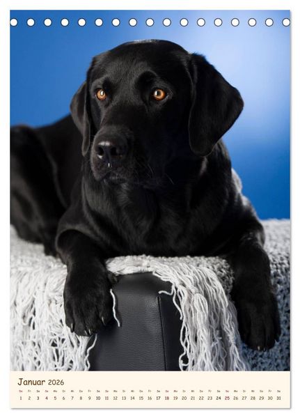 Produktbild: Labrador Retriever (Tischkalender 2026 DIN A5 hoch), CALVENDO Monatskalender