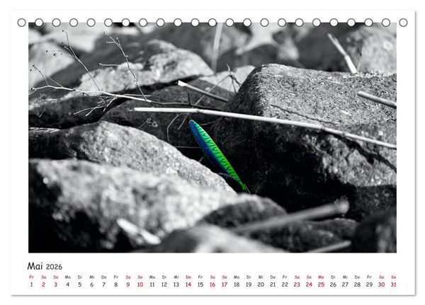 Produktbild: Gestrandet -Treibgut- (Tischkalender 2026 DIN A5 quer), CALVENDO Monatskalender