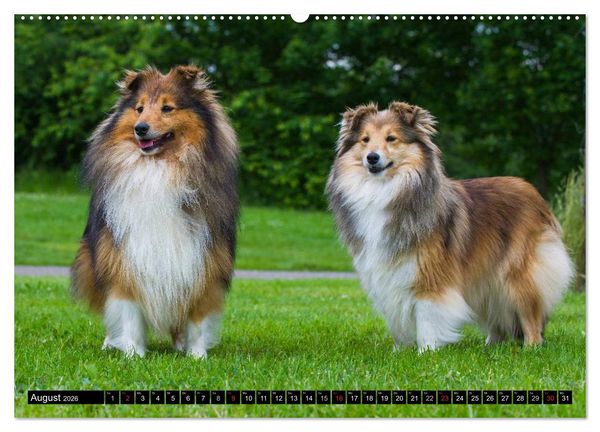 Produktbild: Traumhund Sheltie (hochwertiger Premium Wandkalender 2026 DIN A2 quer), Kunstdruck in Hochglanz