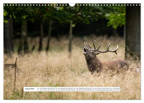 Produktbild: Faszination Hirschbrunft (Wandkalender 2026 DIN A3 quer), CALVENDO Monatskalender
