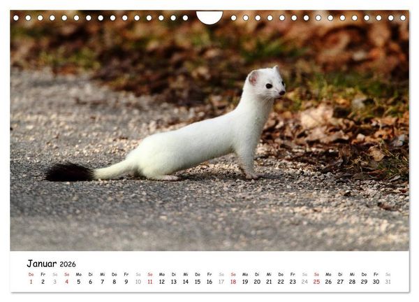 Produktbild: Hermelin - das wieselflinke Raubtier (Wandkalender 2026 DIN A4 quer), CALVENDO Monatskalender