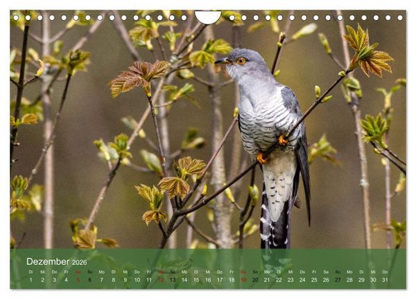 Produktbild: Kuckuck,Kuckuck,rufts aus dem Wald (Wandkalender 2026 DIN A4 quer), CALVENDO Monatskalender