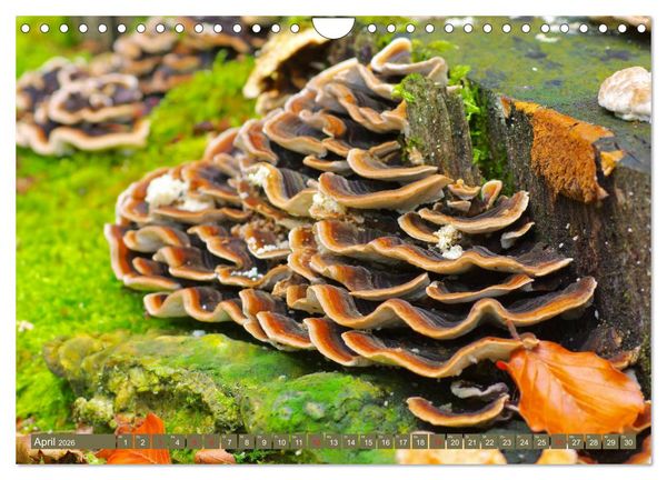 Produktbild: Die bunte Welt der Pilze (Wandkalender 2026 DIN A4 quer), CALVENDO Monatskalender