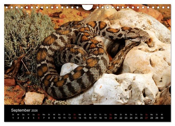 Produktbild: REPTILIEN IM TERRARIUM (Wandkalender 2026 DIN A4 quer), CALVENDO Monatskalender