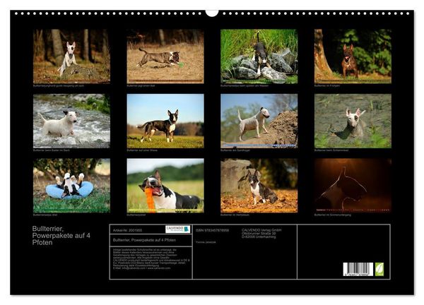 Produktbild: Bullterrier, Powerpakete auf 4 Pfoten (Wandkalender 2026 DIN A2 quer), CALVENDO Monatskalender