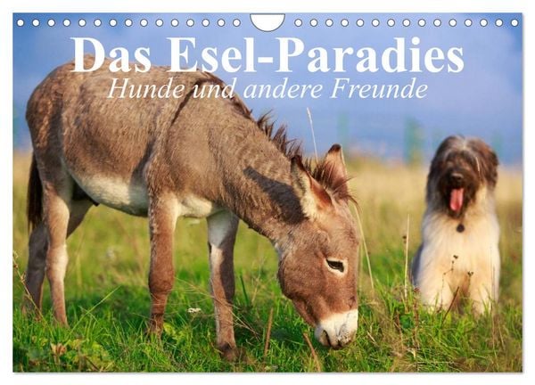 Das Esel-Paradies - Hunde und andere Feunde (Wandkalender 2026 DIN A4 quer), CALVENDO Monatskalender