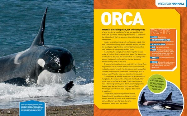 Produktbild: National Geographic Kids Ultimate Predatorpedia