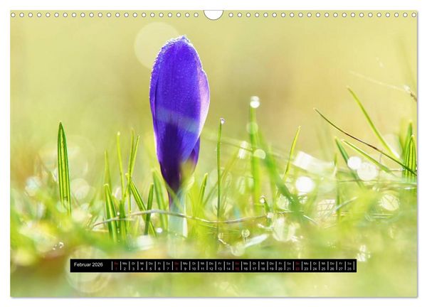Produktbild: Bl&uuml;ten-Zauber am Wegesrand 2026 (Wandkalender 2026 DIN A3 quer), CALVENDO Monatskalender