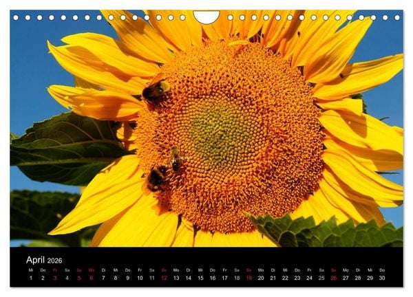 Produktbild: Sonnenblumen (Wandkalender 2026 DIN A4 quer), CALVENDO Monatskalender