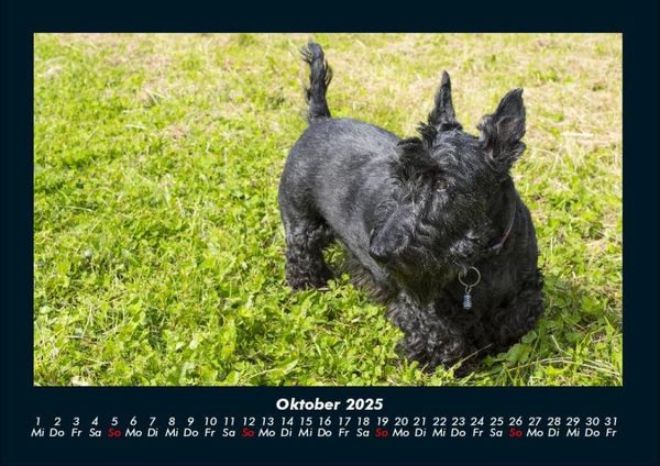 Produktbild: Hundezauber 2025 Fotokalender DIN A4