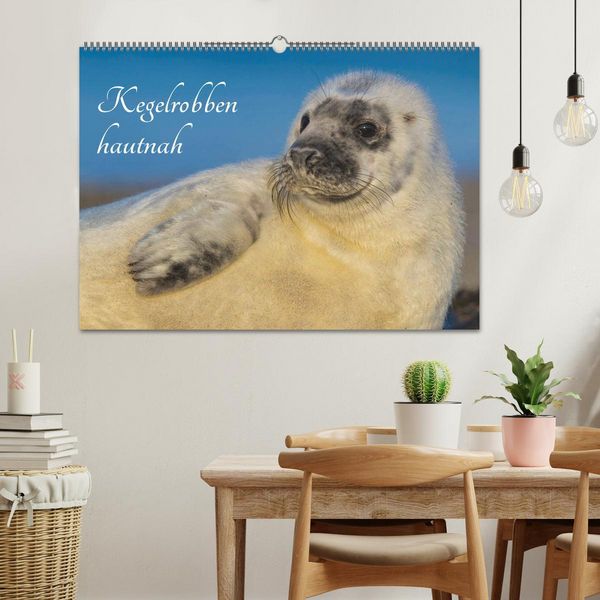 Produktbild: Kegelrobben hautnah (Wandkalender 2026 DIN A2 quer), CALVENDO Monatskalender