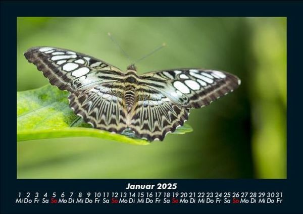 Produktbild: Welt der Tiere 2025 Fotokalender DIN A5