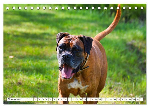 Produktbild: Muskelprotz Boxer (Tischkalender 2026 DIN A5 quer), CALVENDO Monatskalender