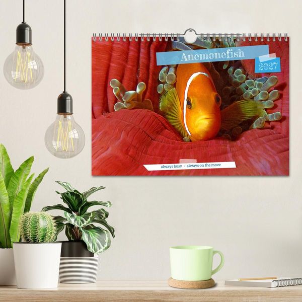 Produktbild: Anemonefish - always busy - always on the move (Wall Calendar 2027 DIN A4 landscape), CALVENDO 12 Month Wall Calendar