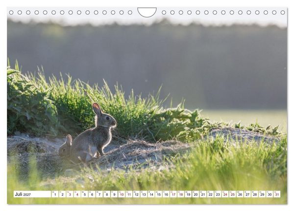 Produktbild: Wildtiere im M&uuml;ritz-Nationalpark (Wandkalender 2027 DIN A4 quer), CALVENDO Monatskalender