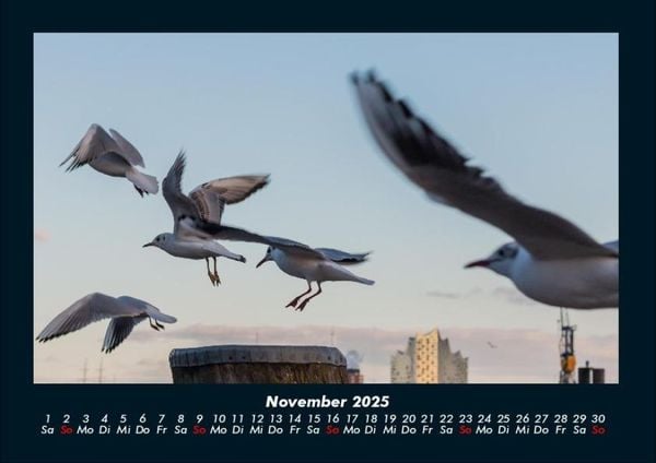 Produktbild: M&ouml;wen 2025 Fotokalender DIN A4