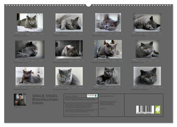 Produktbild: GRAUE ENGEL Britischkurzhaar-Katzen (hochwertiger Premium Wandkalender 2026 DIN A2 quer), Kunstdruck in Hochglanz