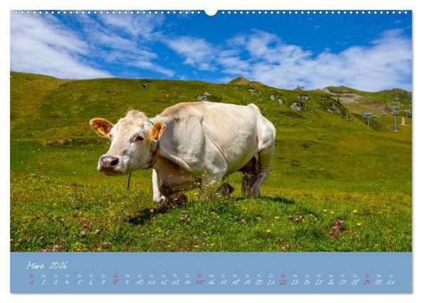 Produktbild: Friedliche K&uuml;he (hochwertiger Premium Wandkalender 2026 DIN A2 quer), Kunstdruck in Hochglanz